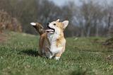 CORGI PEMBROKE 828